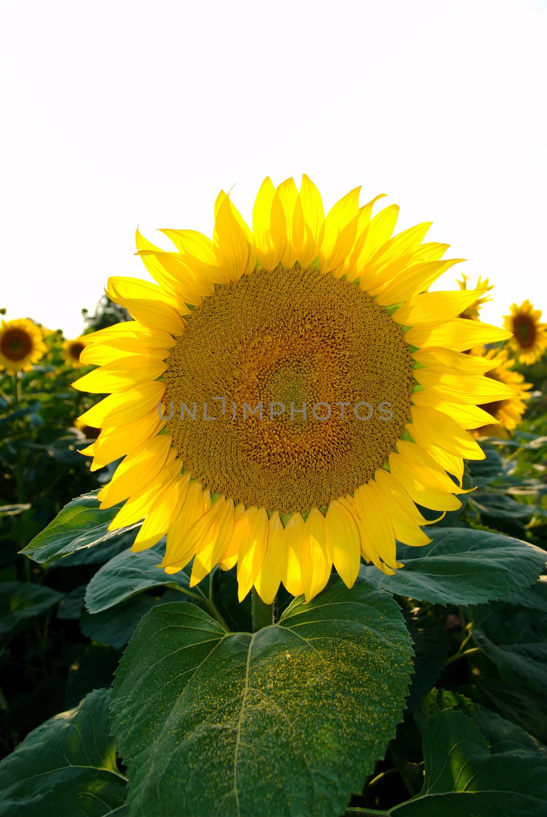 Sunflower 2 by milinz