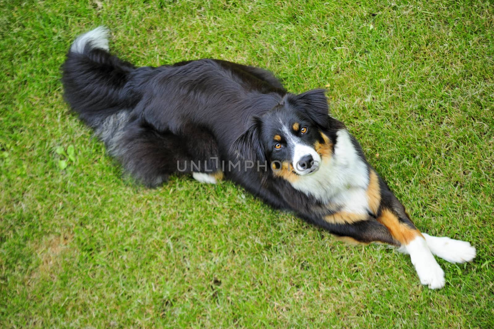 Young dog (cross between a Border Collie and an Appenzeller) lying cross-legged.