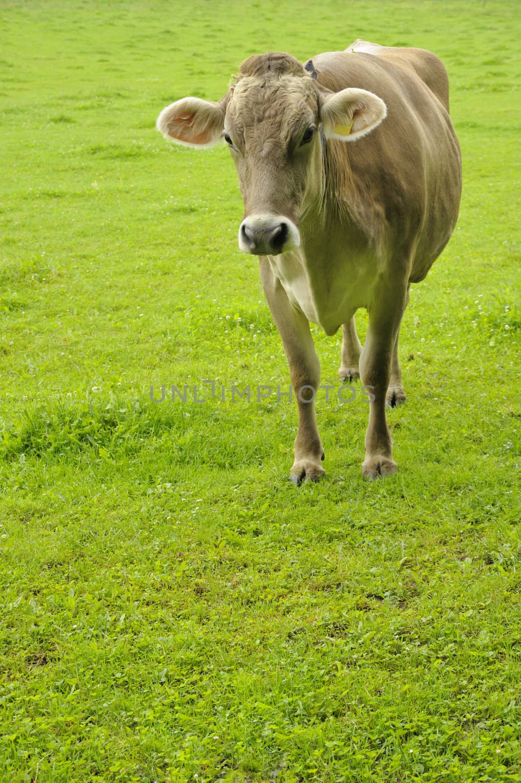 A jersey cow in a pasture at dawn. Space for copy bottom left.