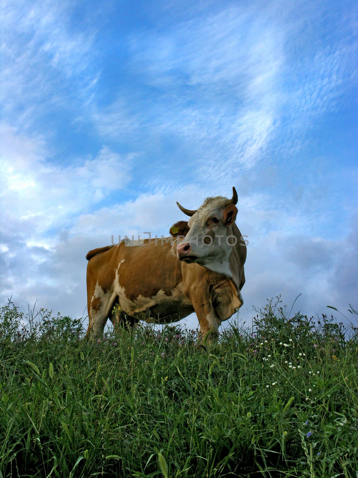 Cow on meadow with clouds