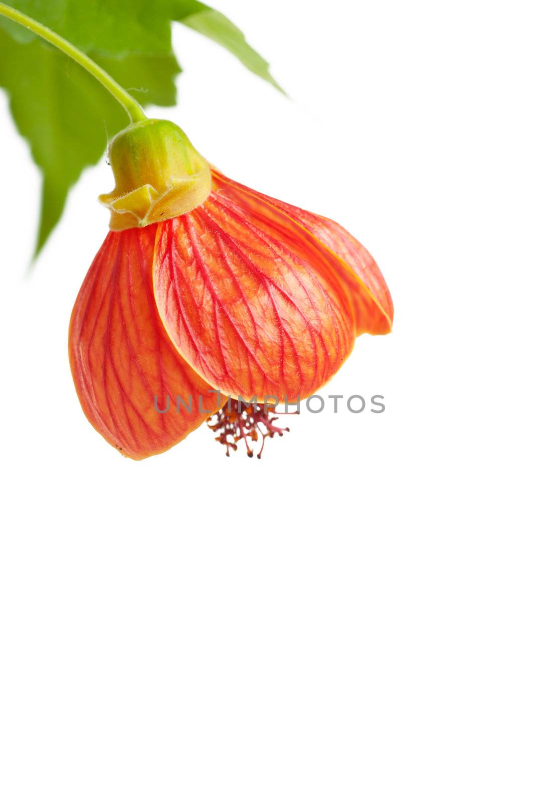 Red flower and green leaf isolated over white