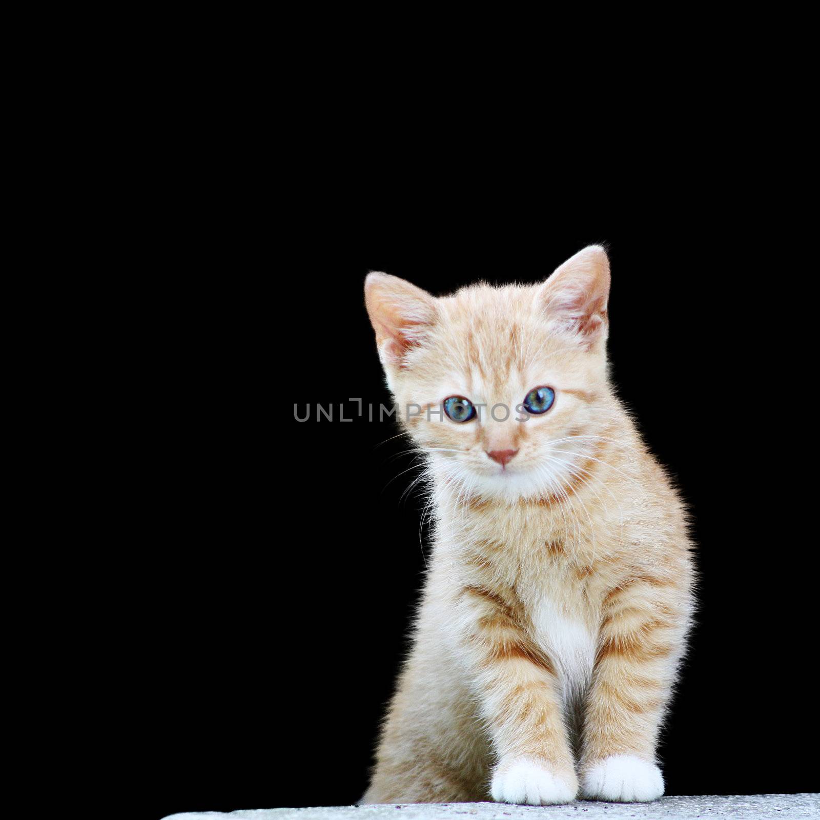 Playful kitten in wait for prey position 