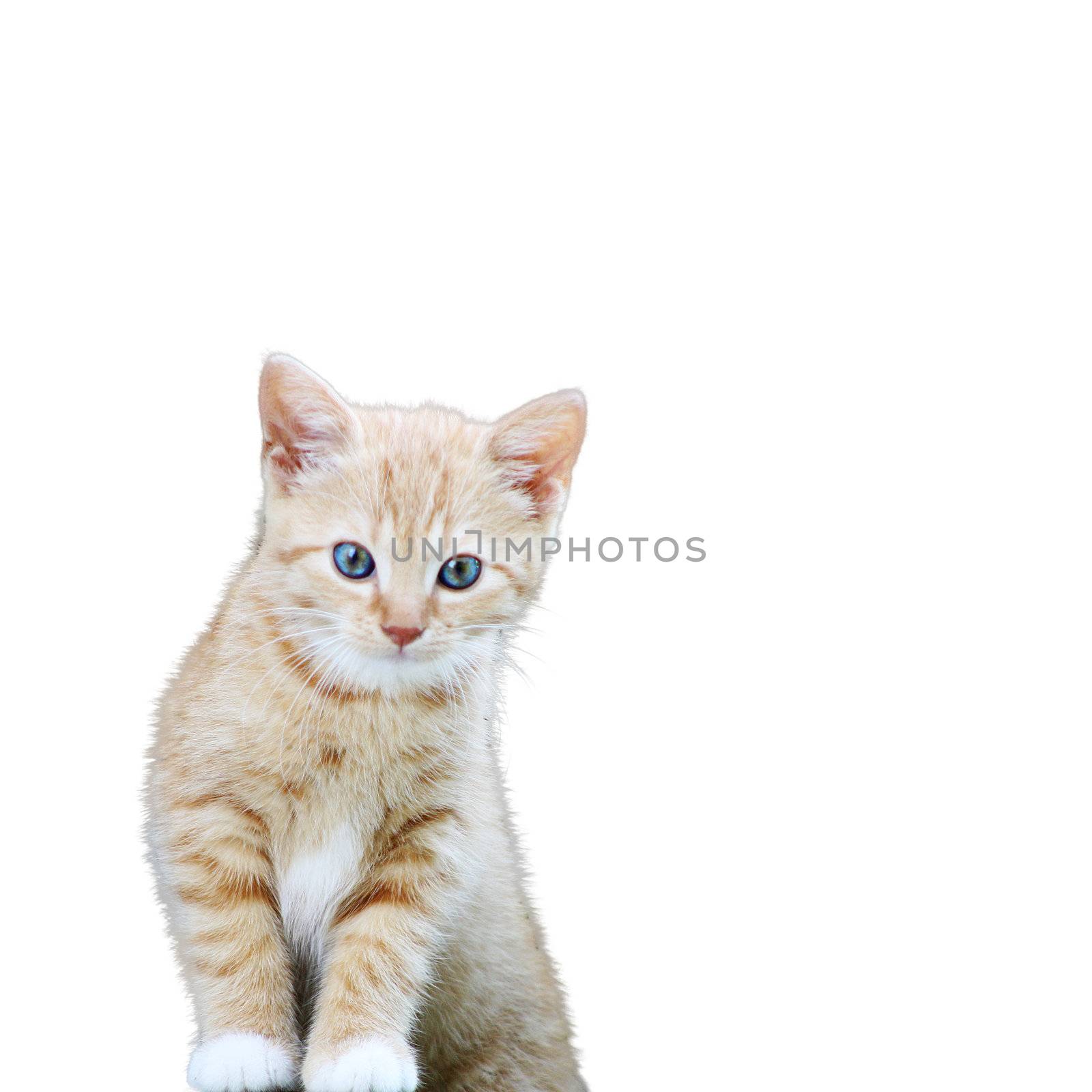 Cute kitten  by photochecker