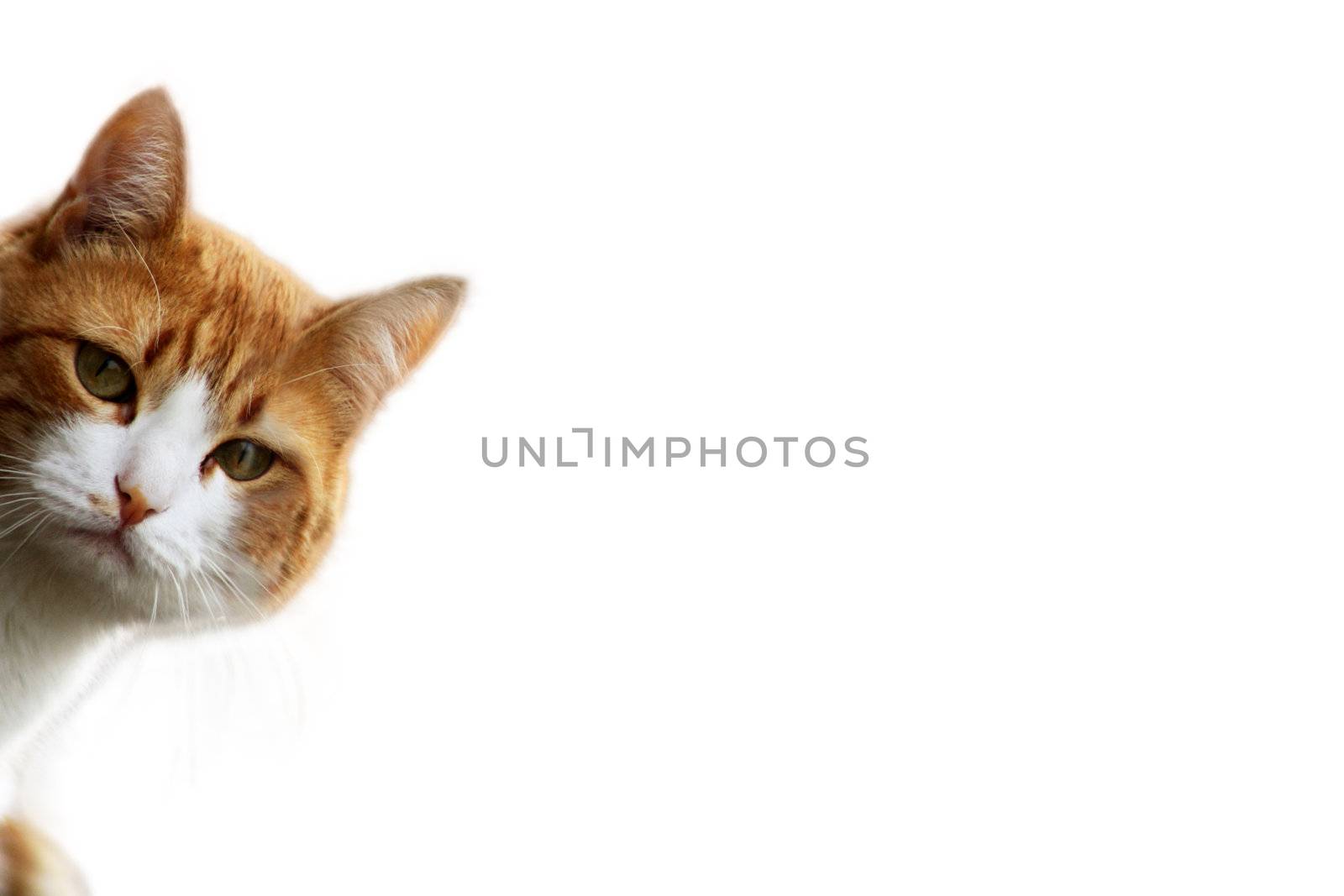 Curious Cat  by photochecker