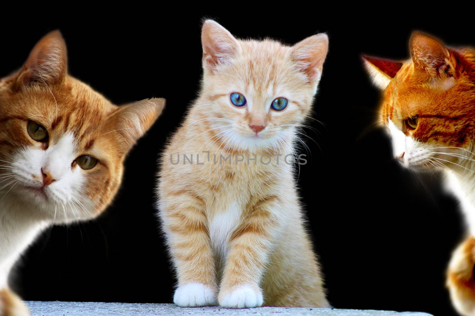 Pretty Kittens by photochecker