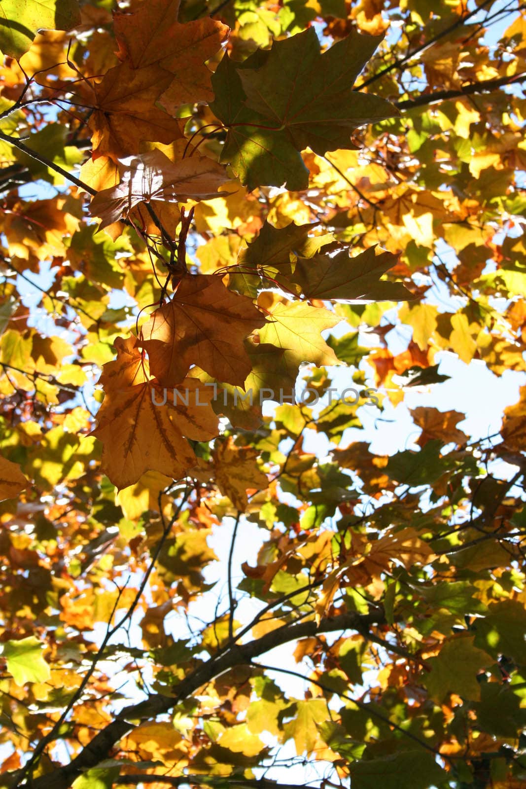 Autumn leaves on a tree colored orange, brown and yellow