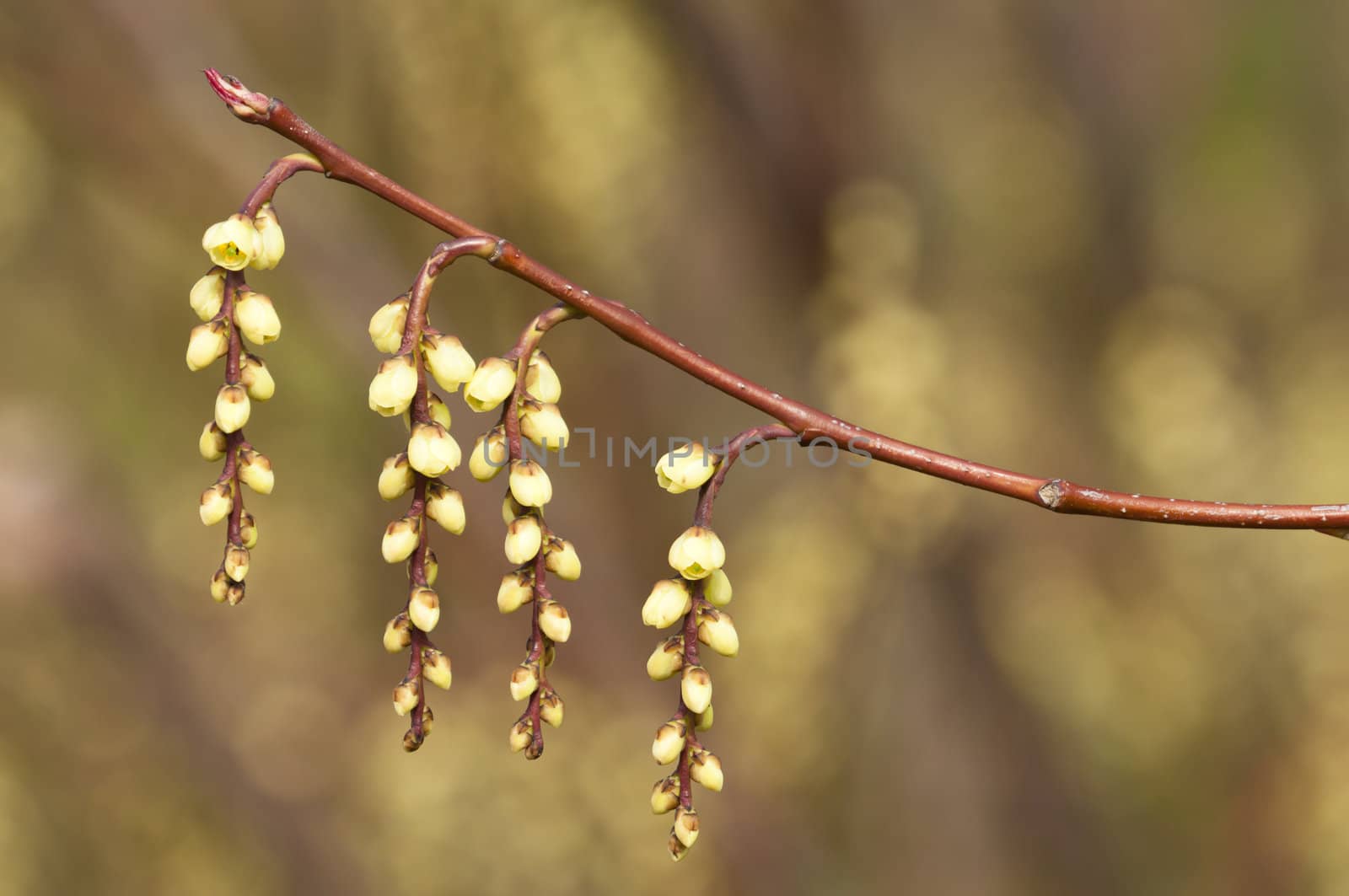 Yellow hanging flowers with blurred background