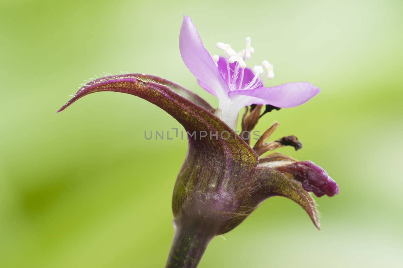 Small purple flower with blurred green background