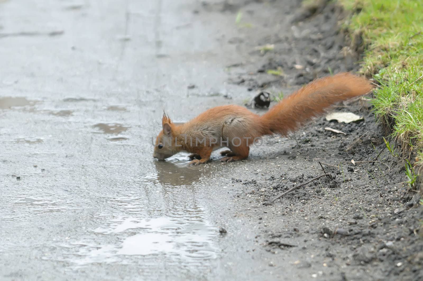 Squirrel drinking water from a road after rain