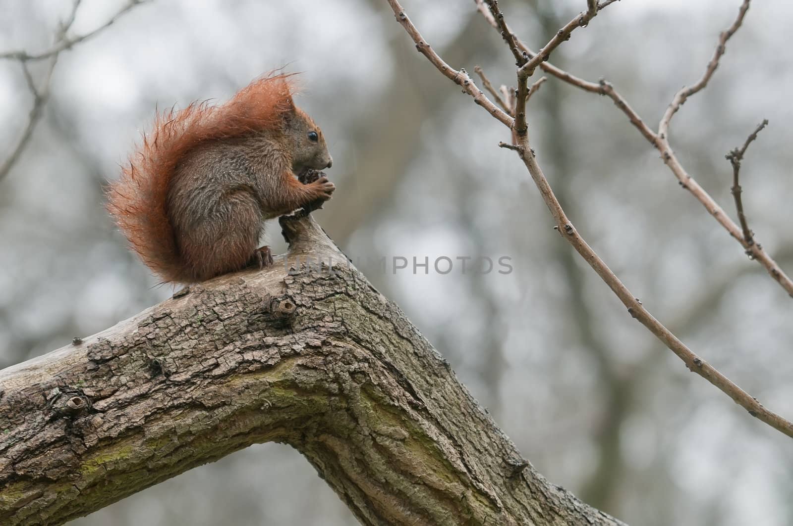 Squirrel eating a nut on tree branch