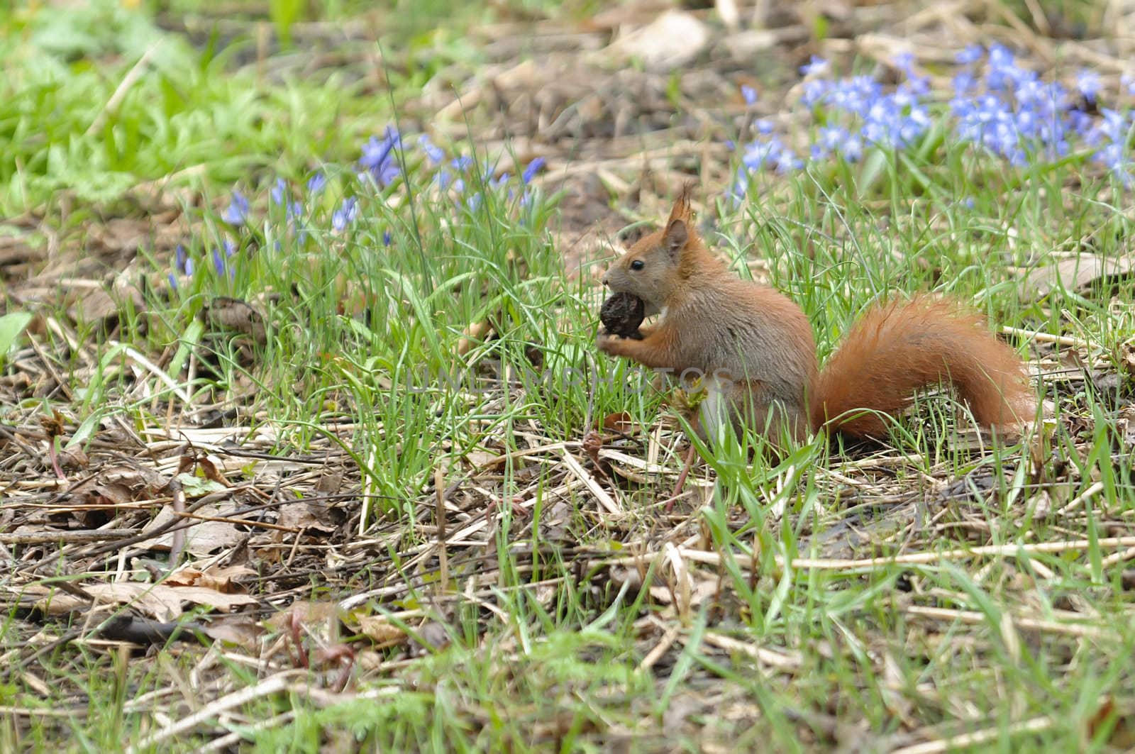 Squirrel eating a nut on a grass in spring