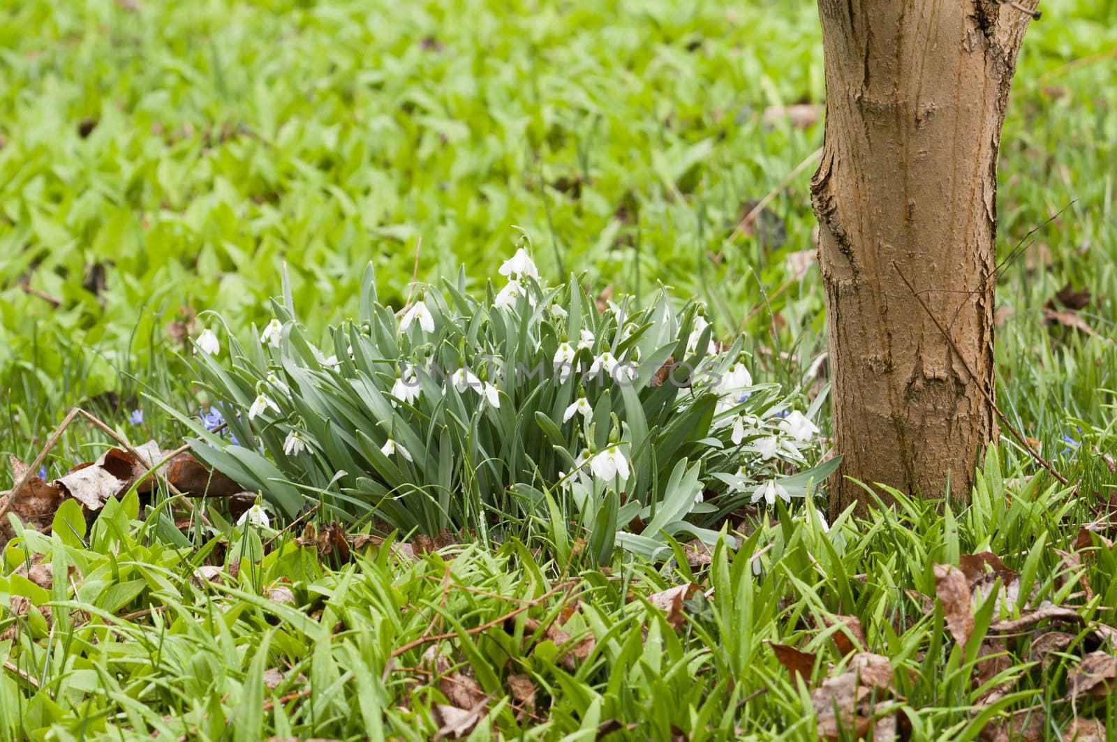 White snowdrop flowers in green grass
