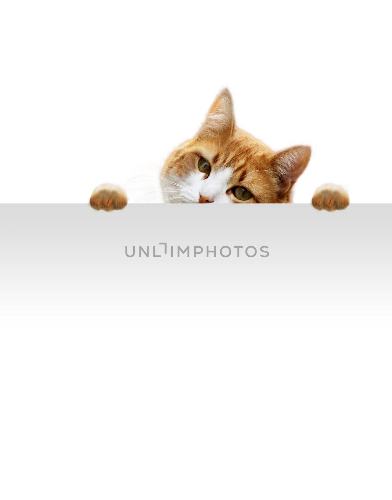 Playful cat  by photochecker