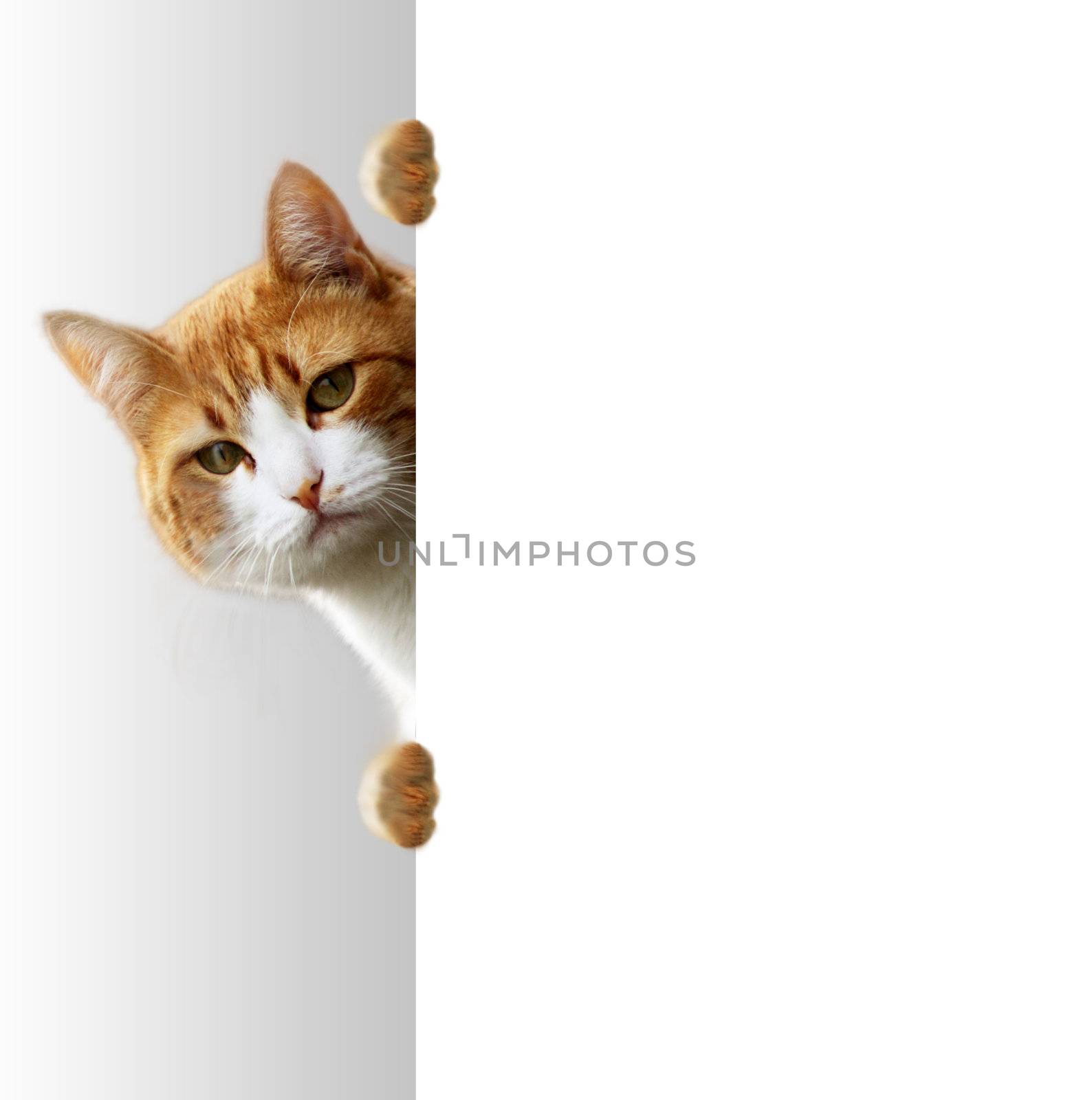 Playful cat  by photochecker