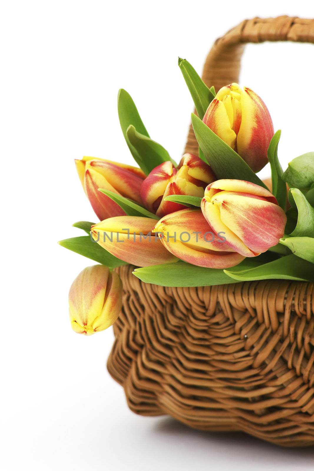 fresh tulips in a basket by miradrozdowski