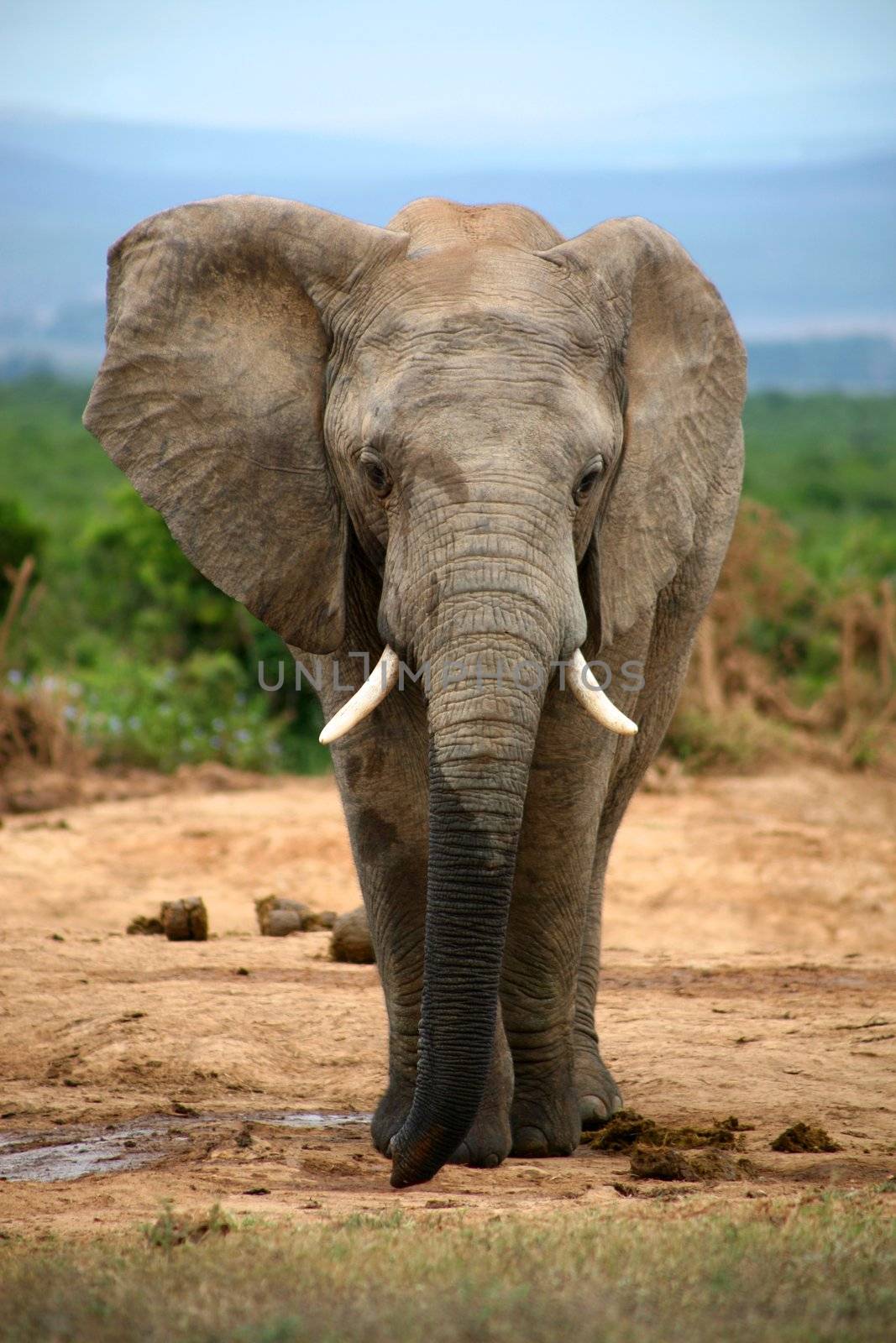 Elephant in Addo Park by watchtheworld