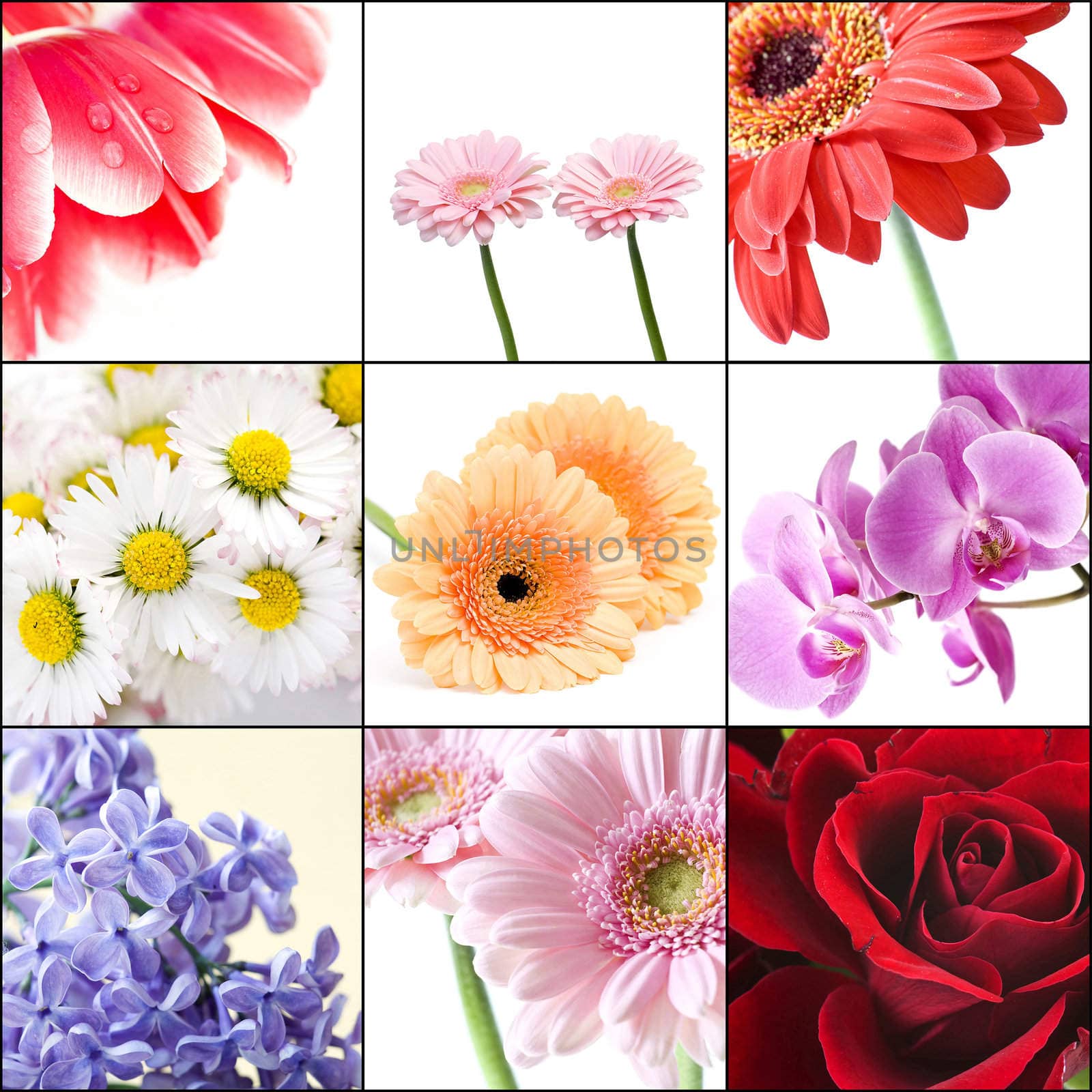 beautiful flowers collage