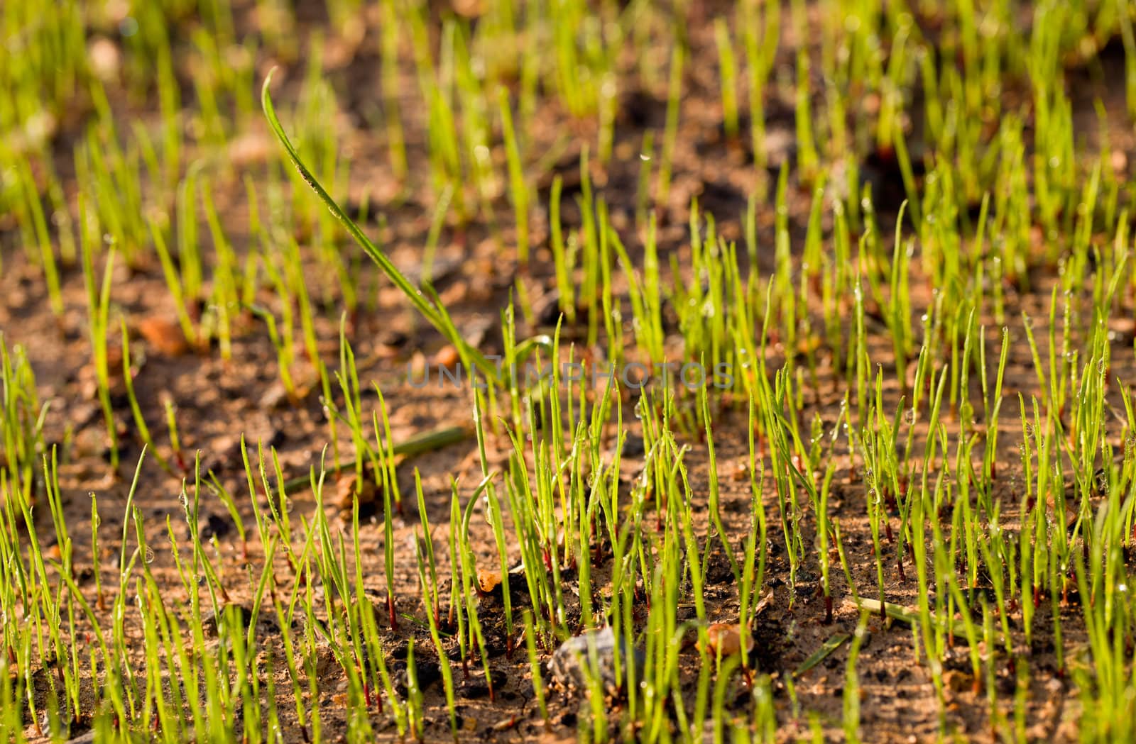 Small macro shot of newly growing grass seeds on a lawn in the early morning with dew