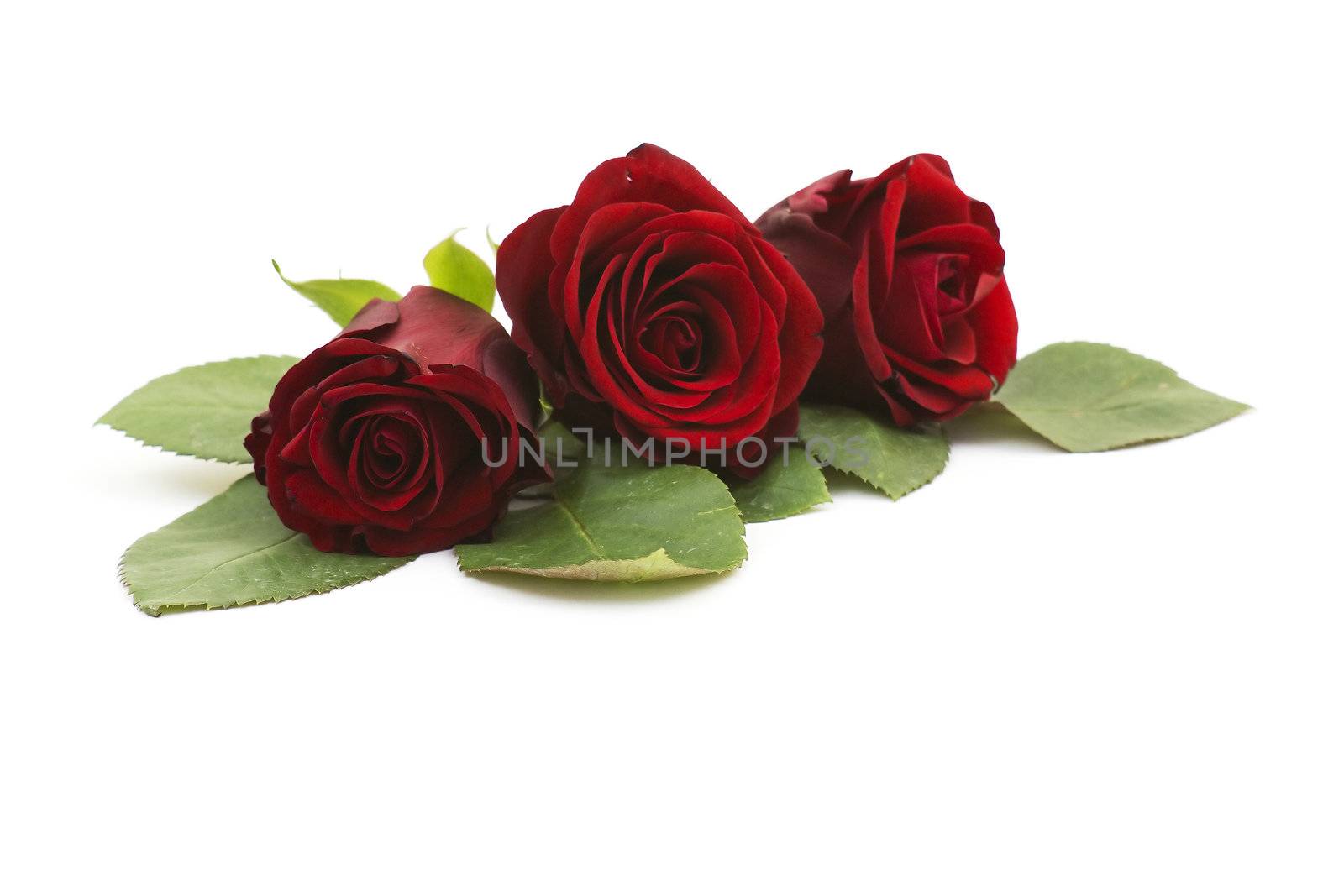 red roses