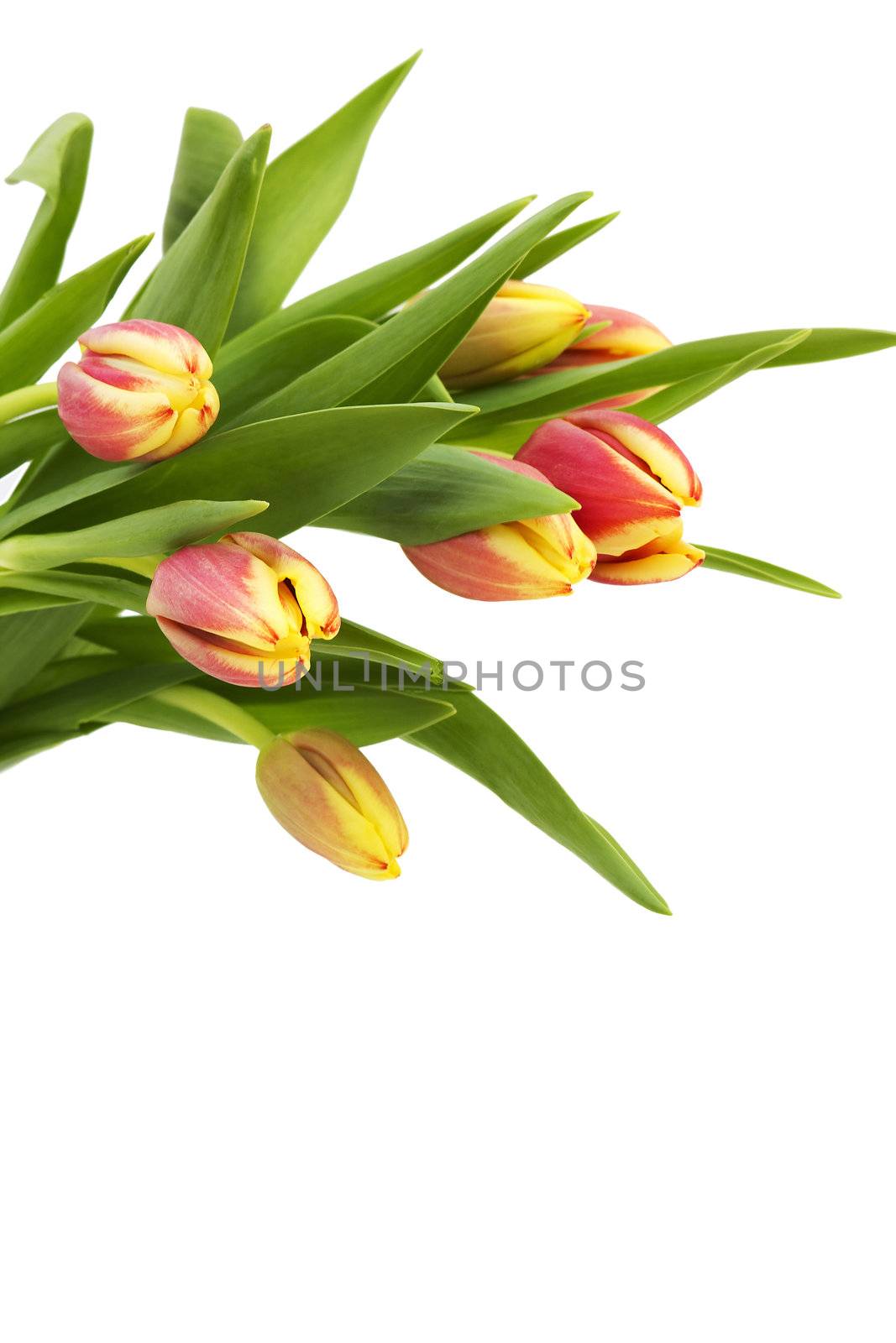 bunch of fresh tulips by miradrozdowski