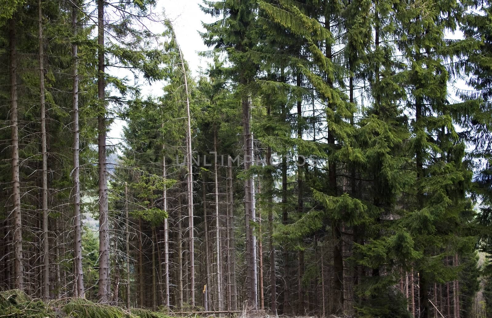 pine forest in Sauerland, Germany 