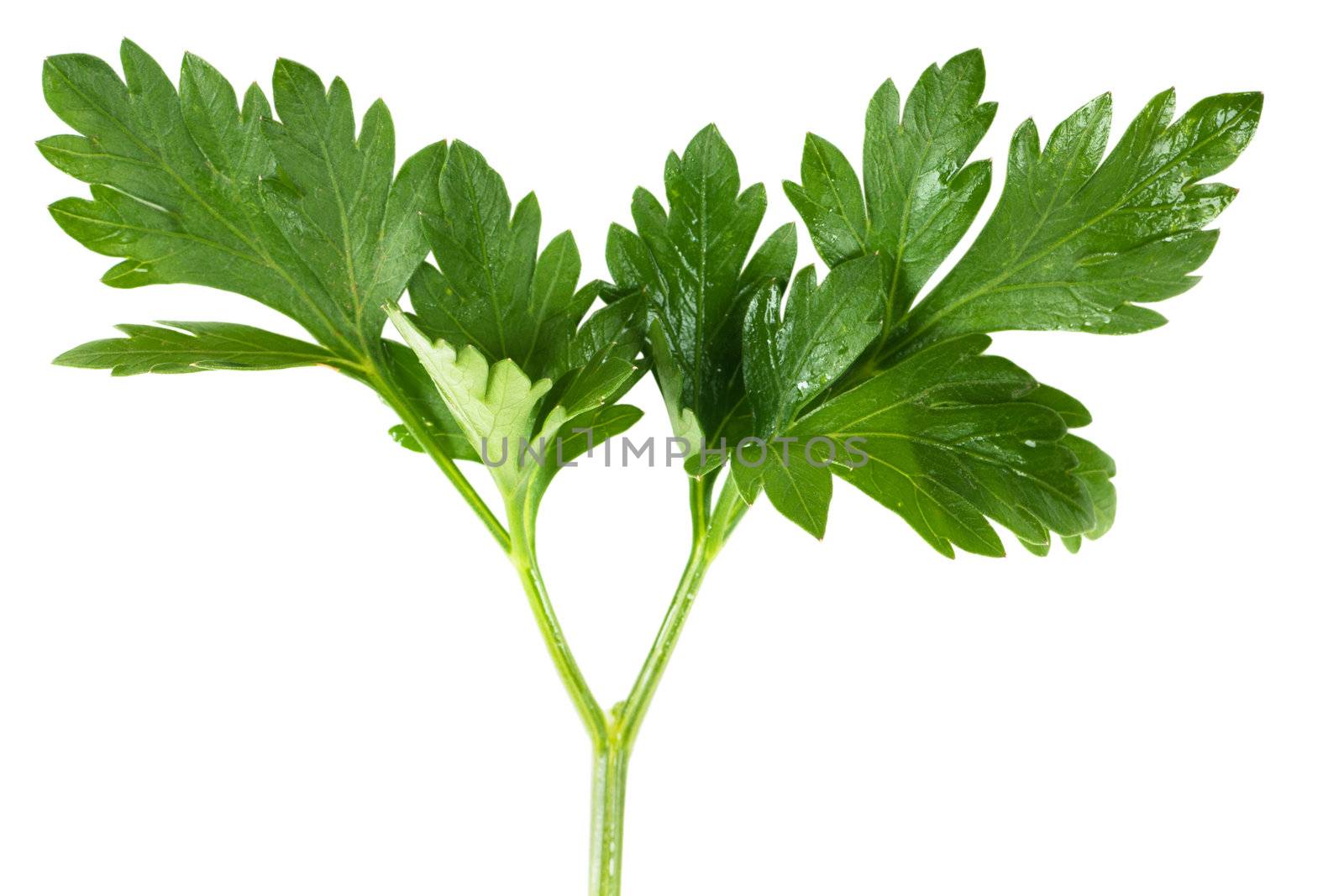 Macro view of fresh green parsley leaves isolated over white