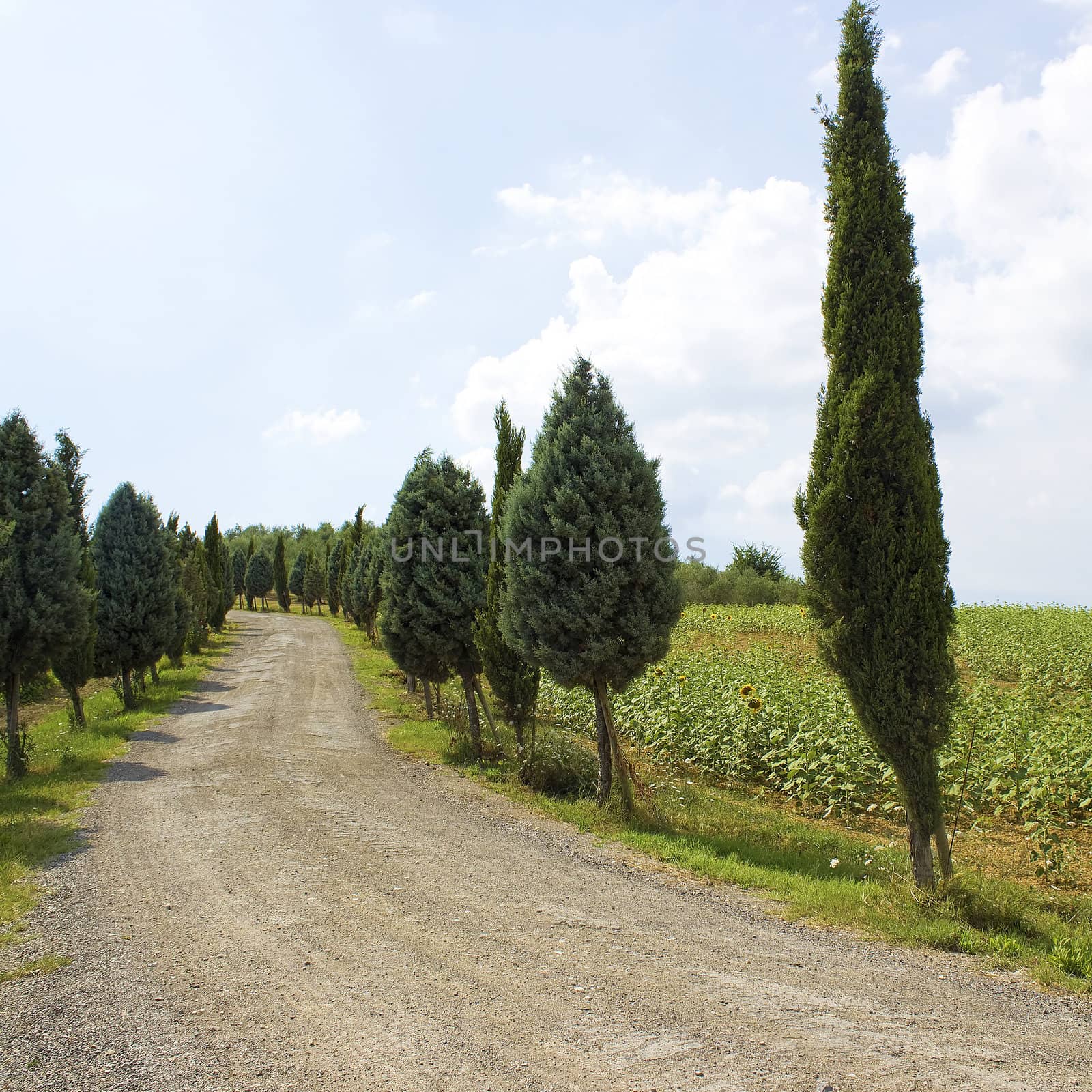 Cypress Alley leading to the farmer's house in Tuscany 