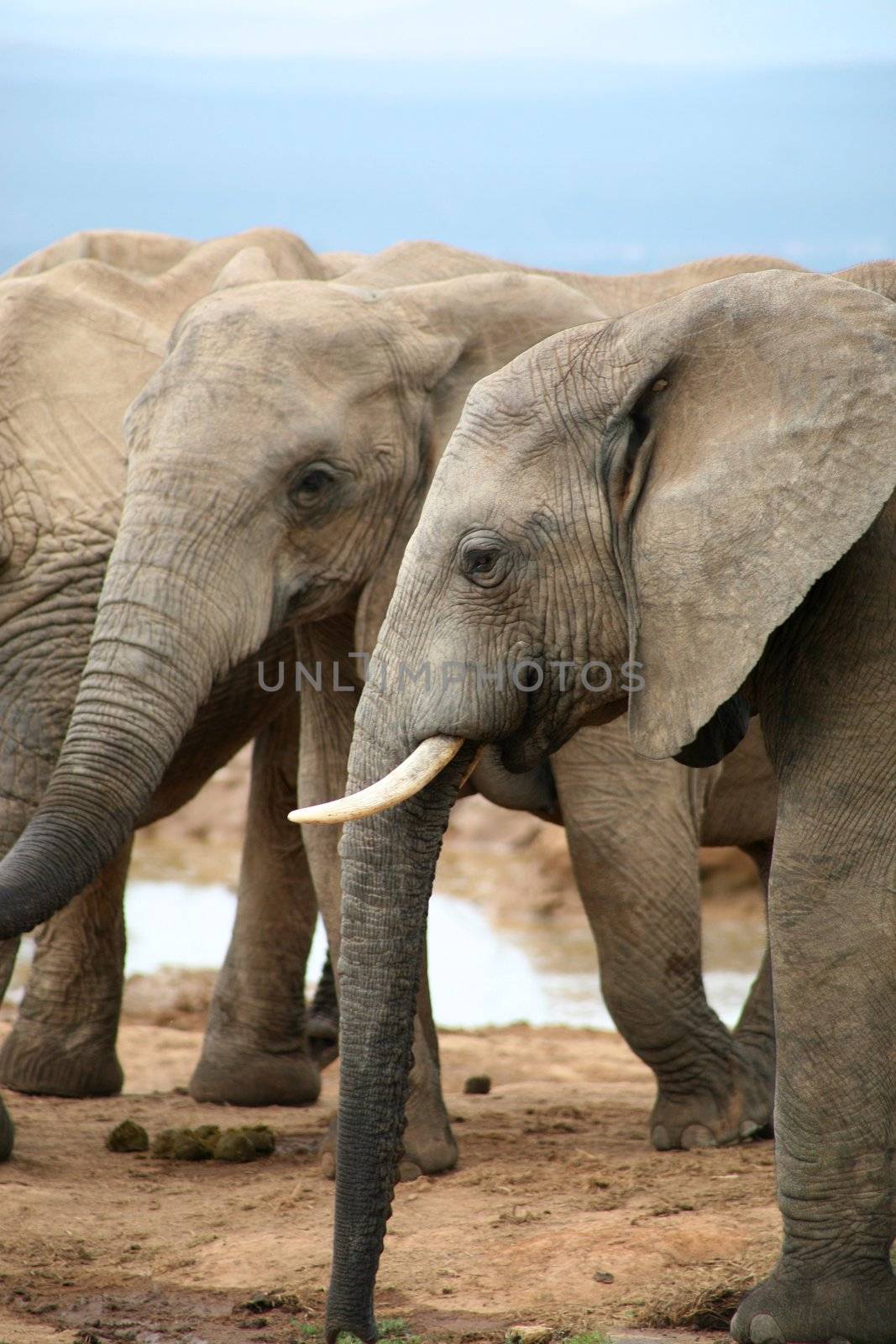 Elephants in Addo Park by watchtheworld