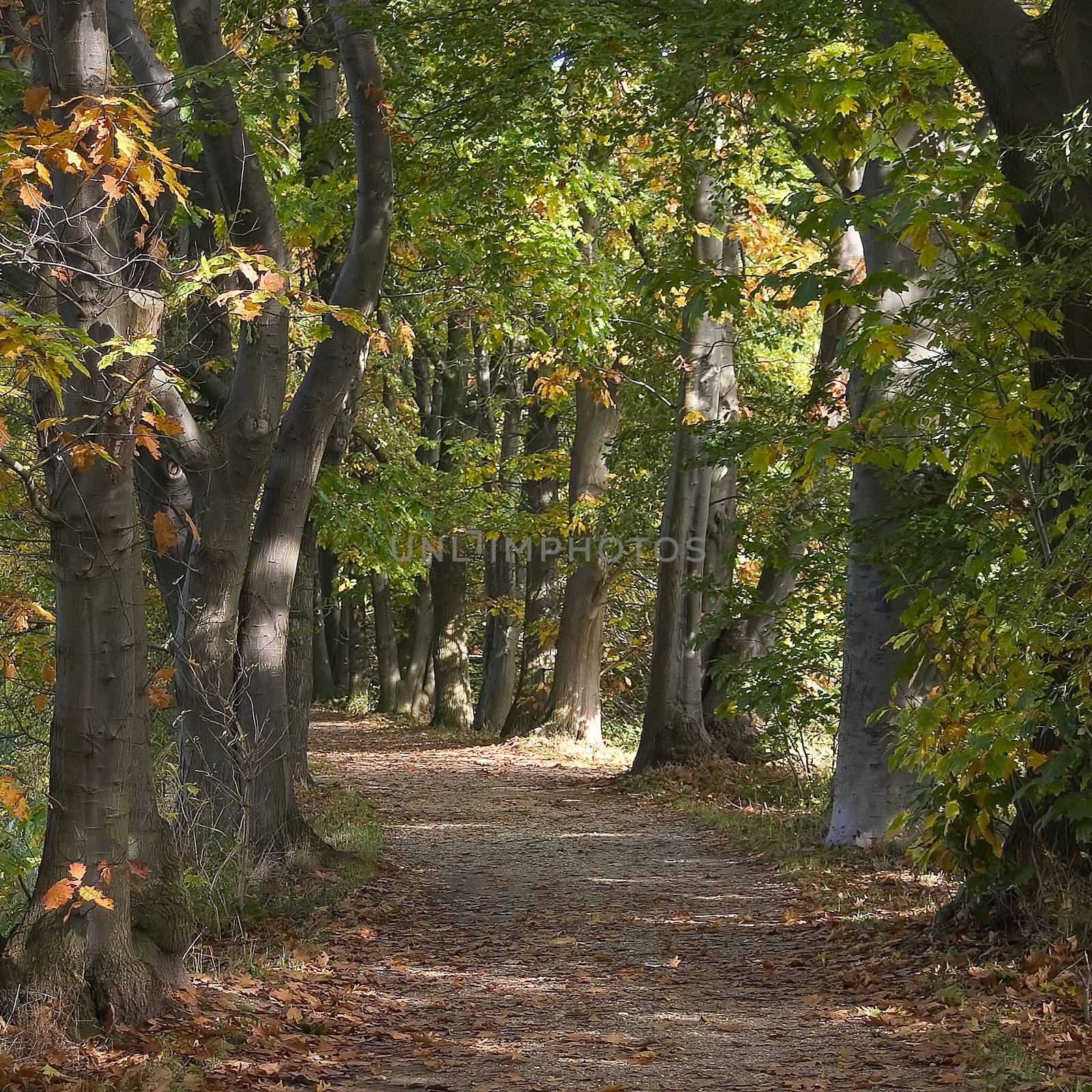 park alley in autumn