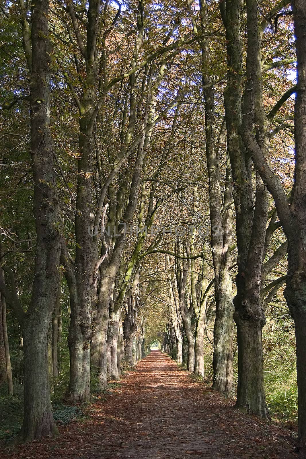 park alley in autumn by miradrozdowski