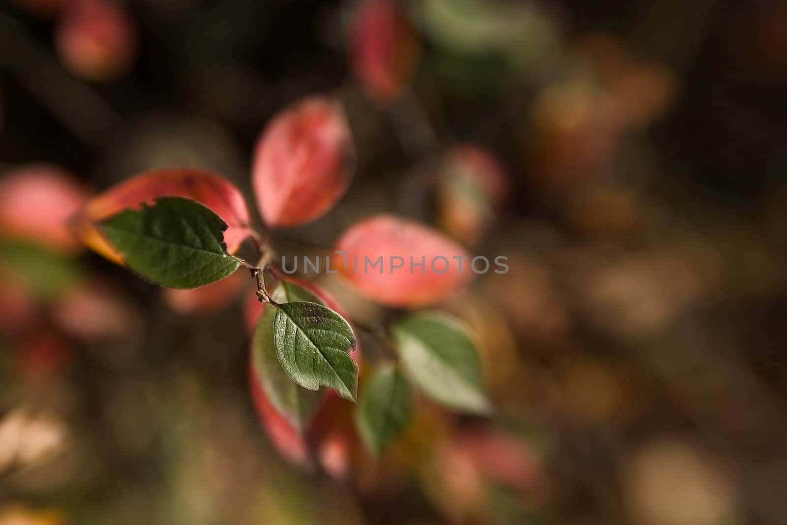 Autumnal leaves in blurred background