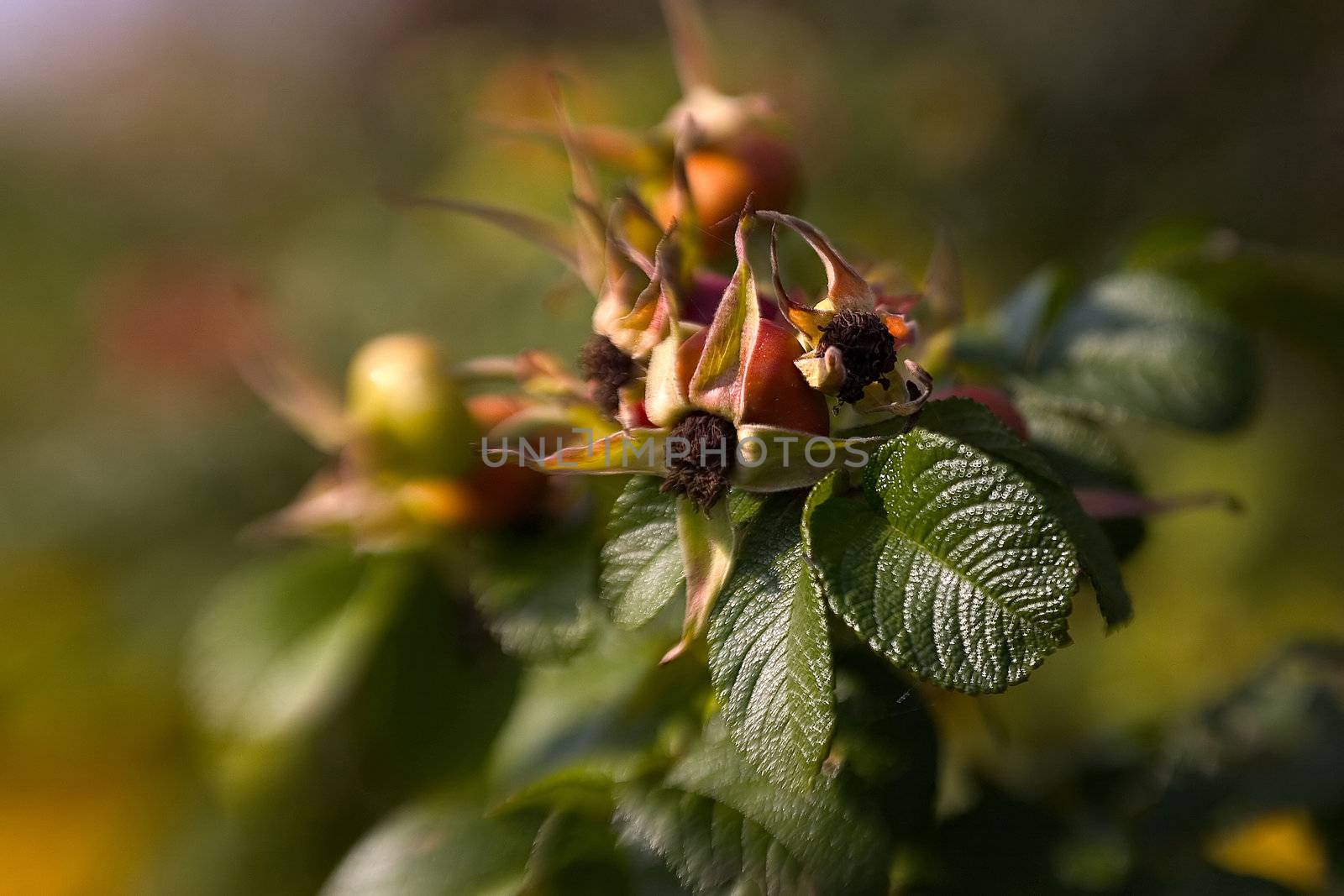 close up of dog rose