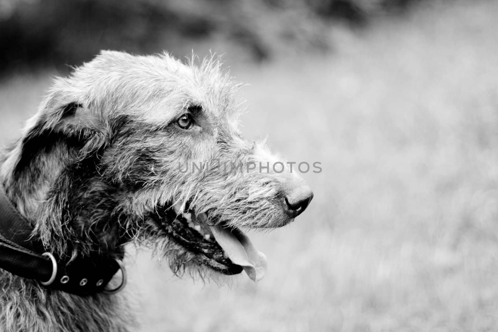 A black-and-white portrait of irish wolfhound in a summer park
