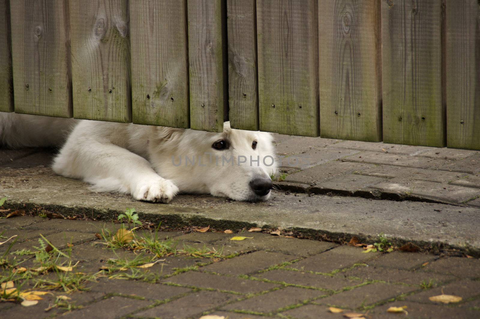 White dog by andrei_kolyvanov