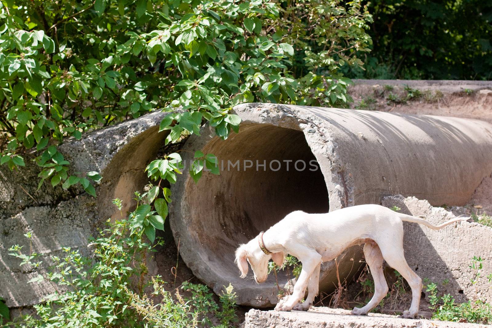 A standing white saluki pup and big concrete pipe
