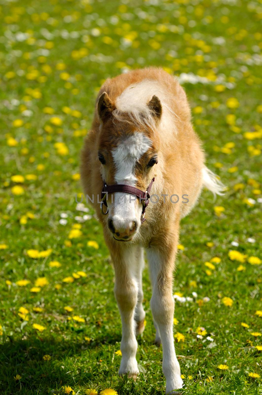 Foal on flower meadow by cfoto