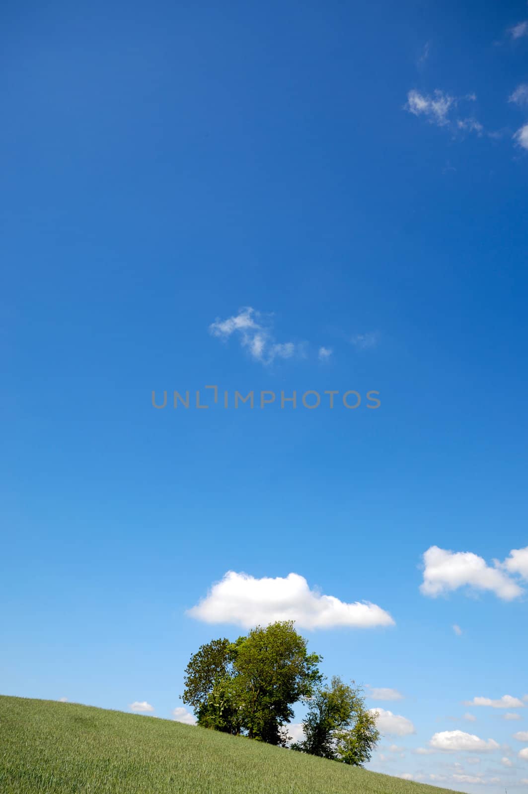 Landscape with a tree on a hill. The sky is blue with white clouds.