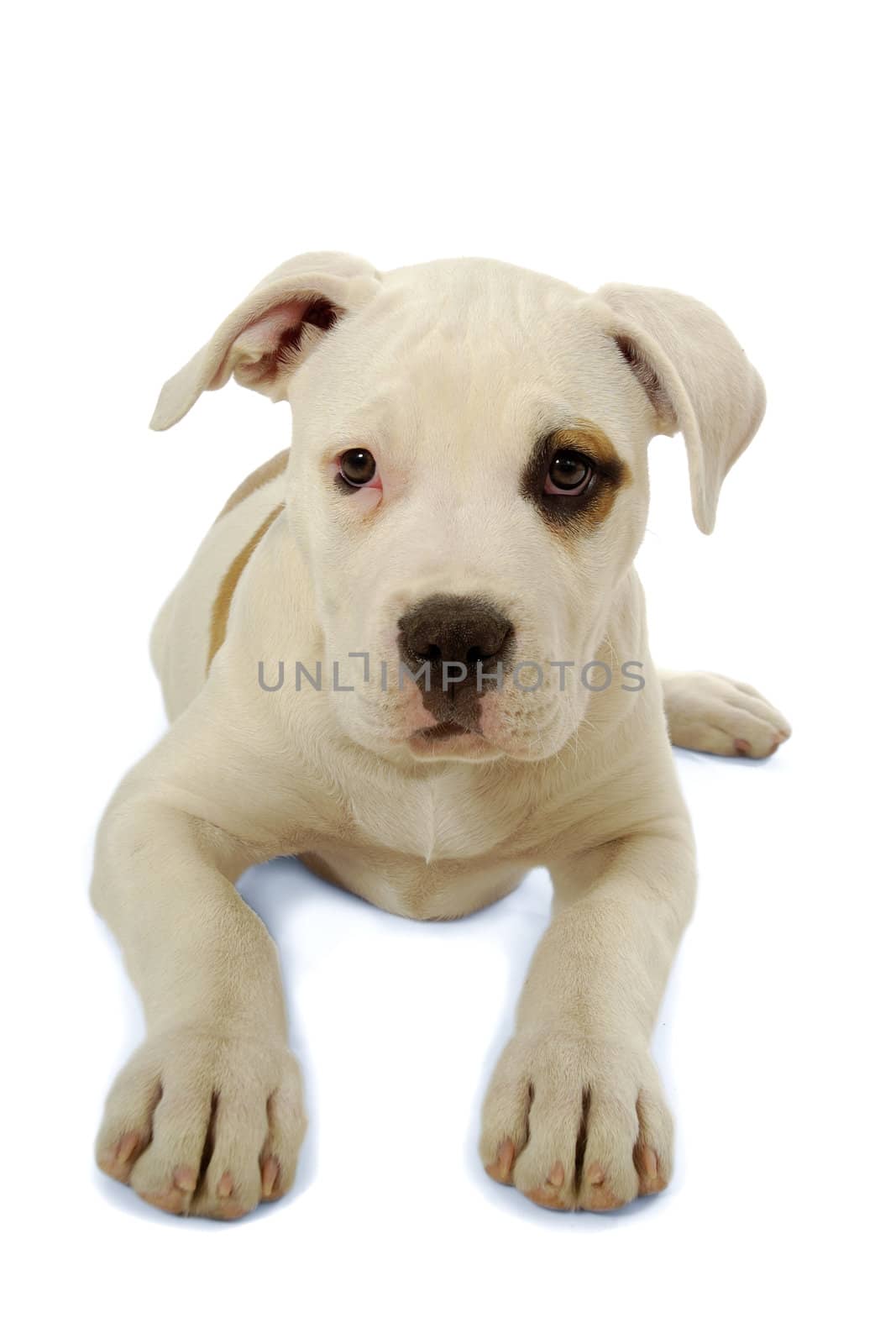 Sweet sad puppy dog resting on white background.