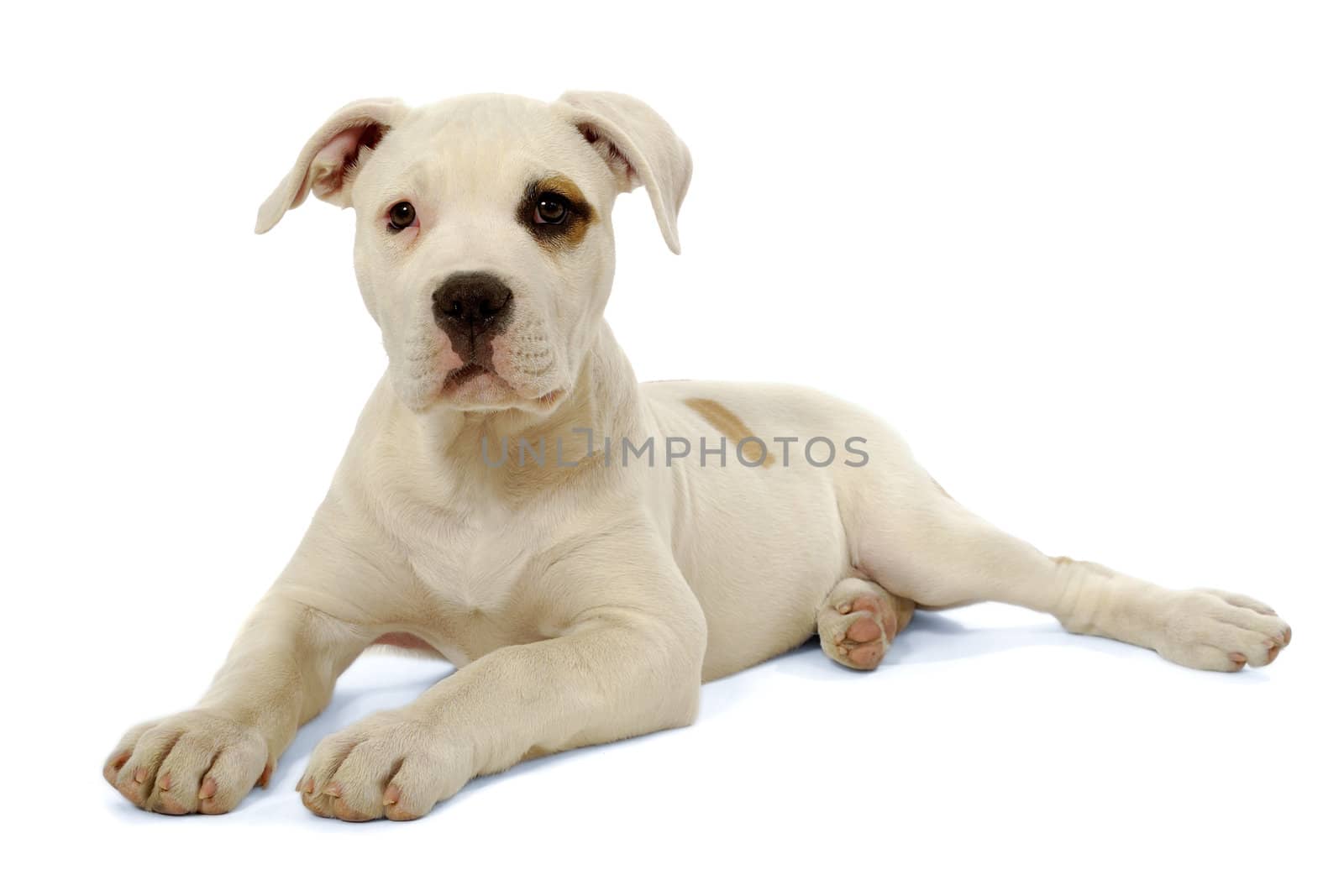 Puppy is resting on a white background