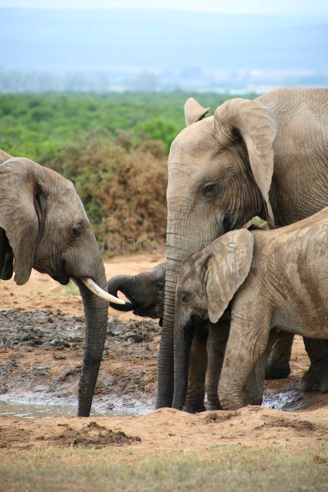 Elephants in Addo Park by watchtheworld