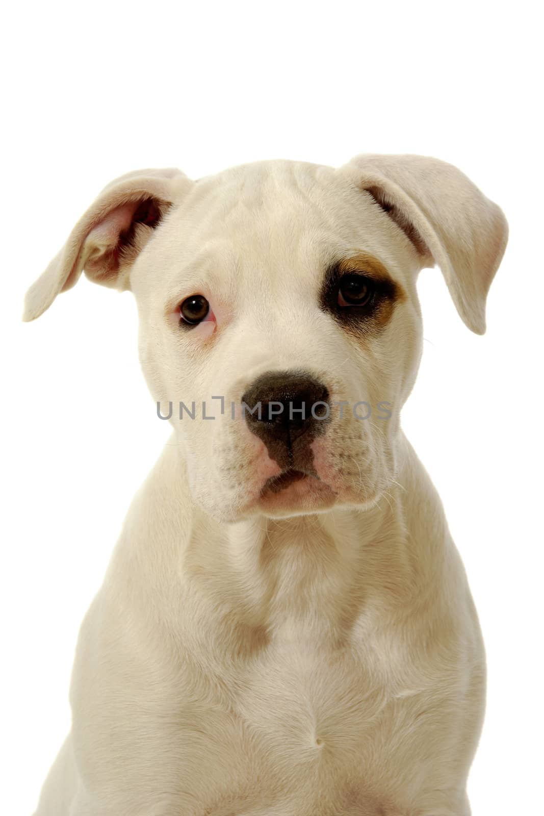 White puppy on white clean background