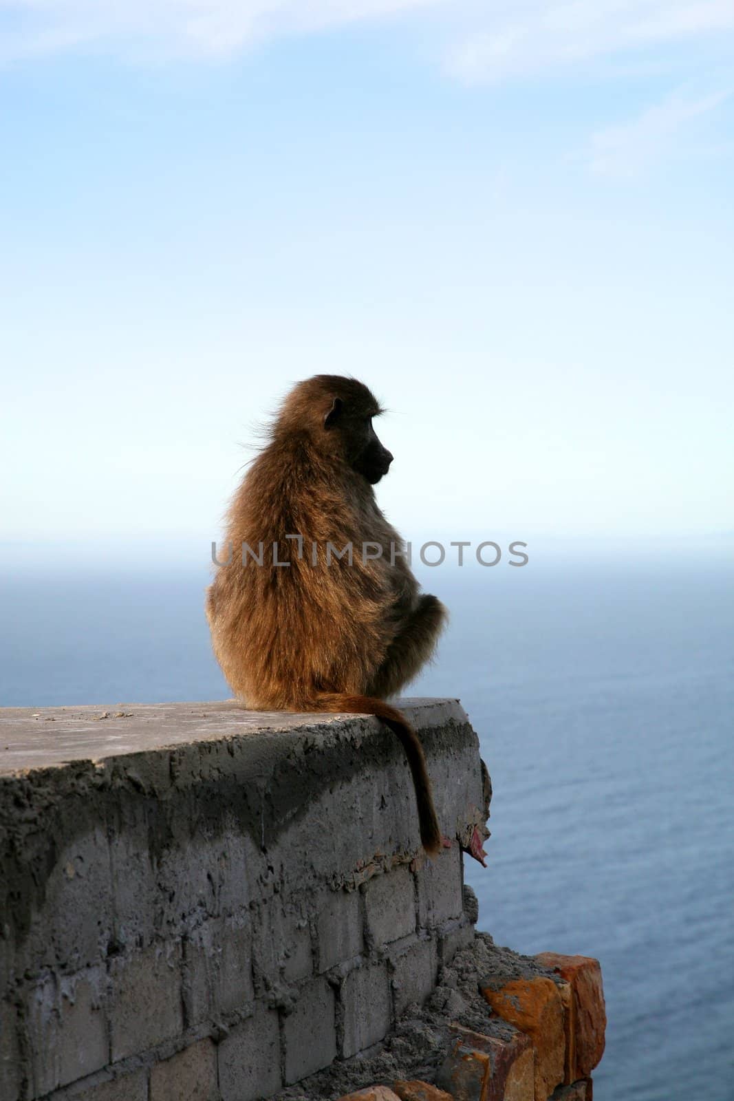A baboon sitting on a rock near the coast of Cape Peninsula in South Africa