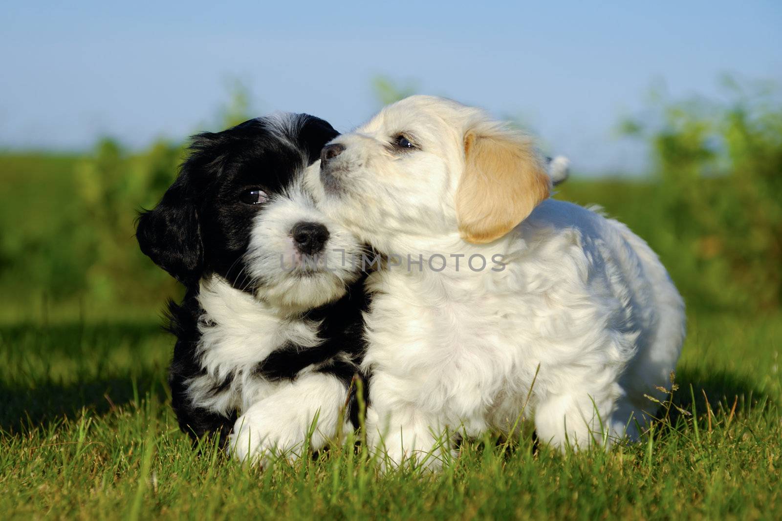 Two sweet puppy dogs in nature.