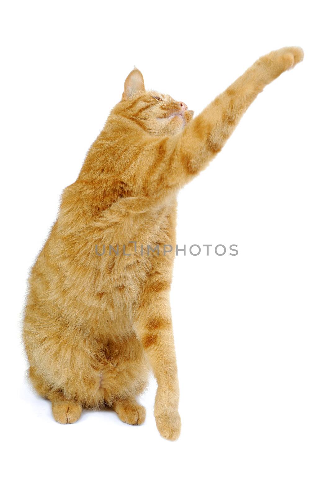 Cat on white background by cfoto