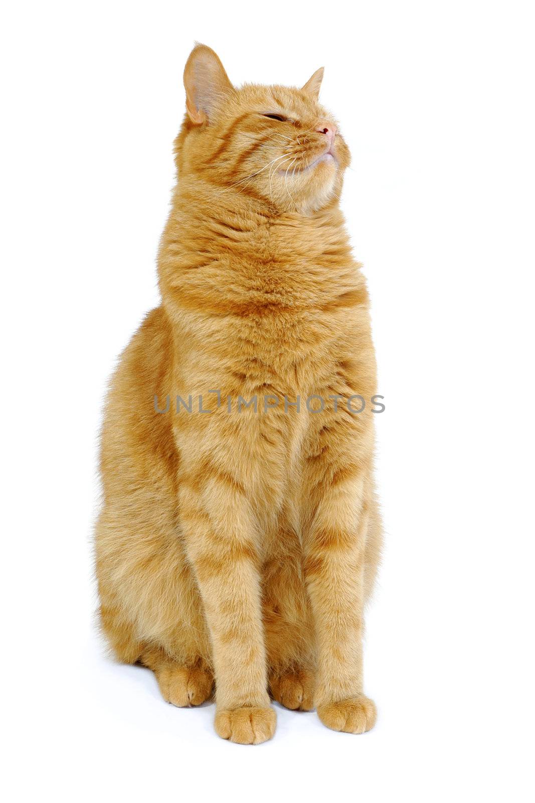 Cat on a clean white background