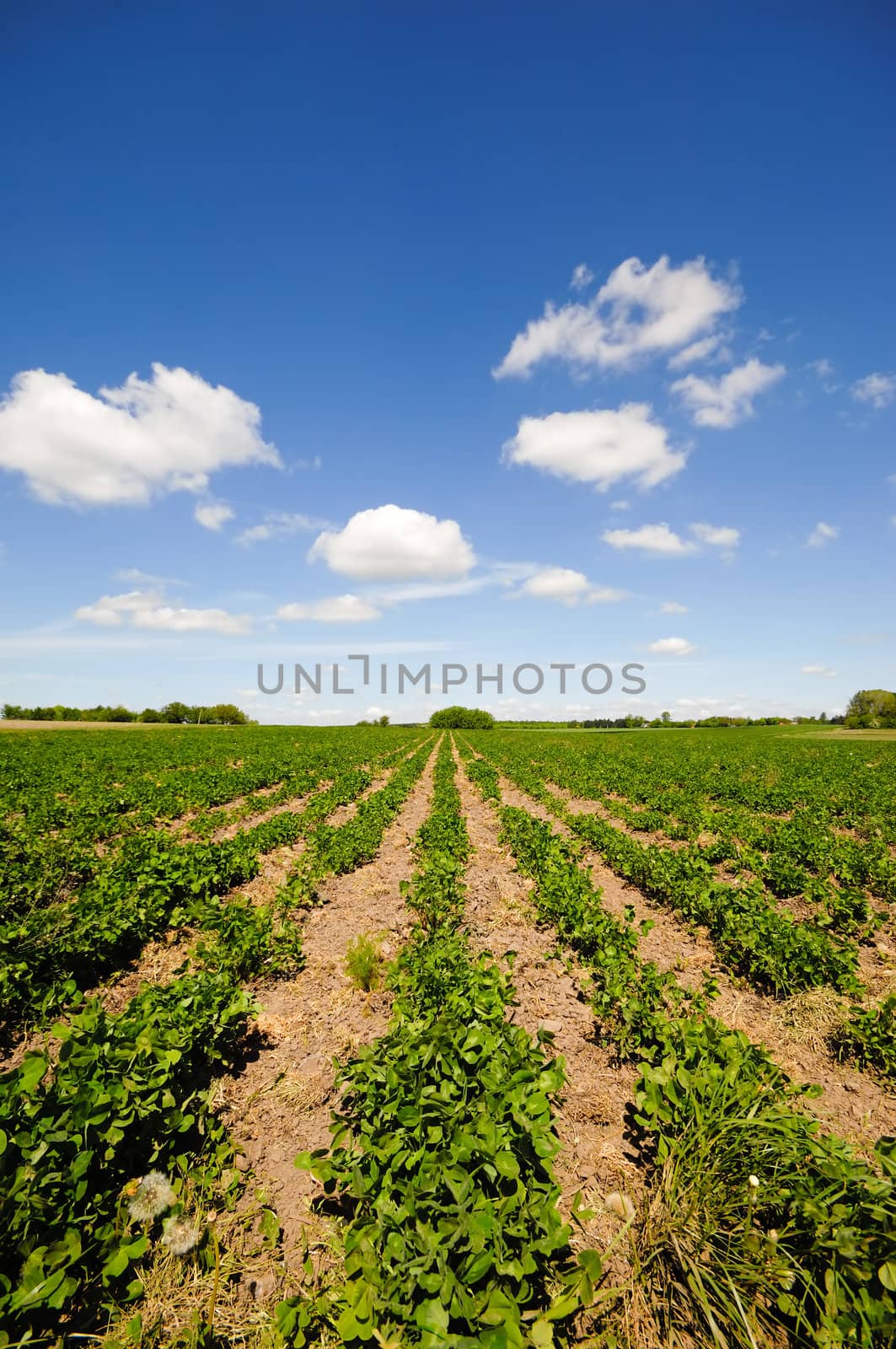 Field with rows of plants