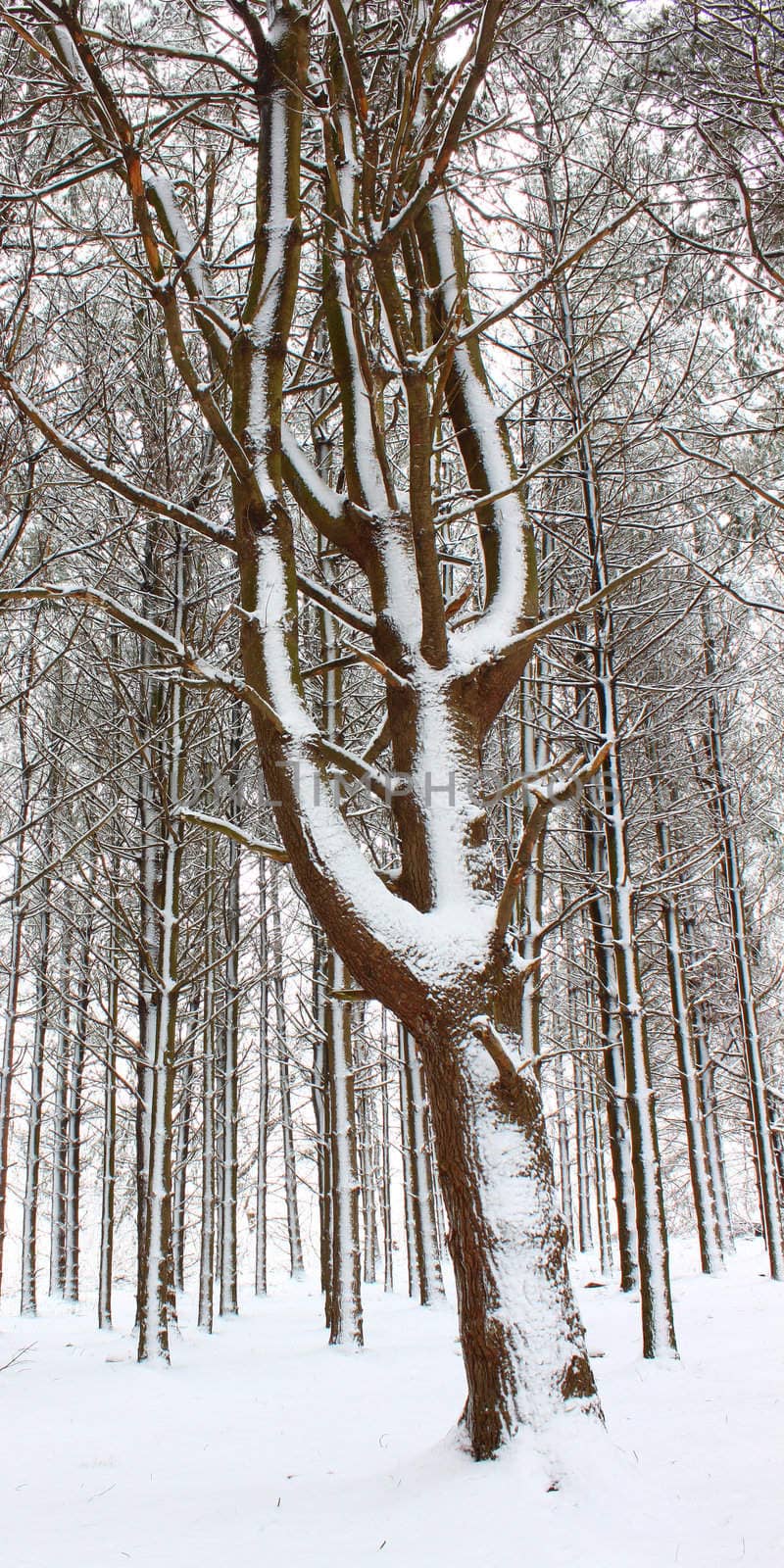 A magnificent winter scene in a pine forest at Rock Cut State Park - Illinois.