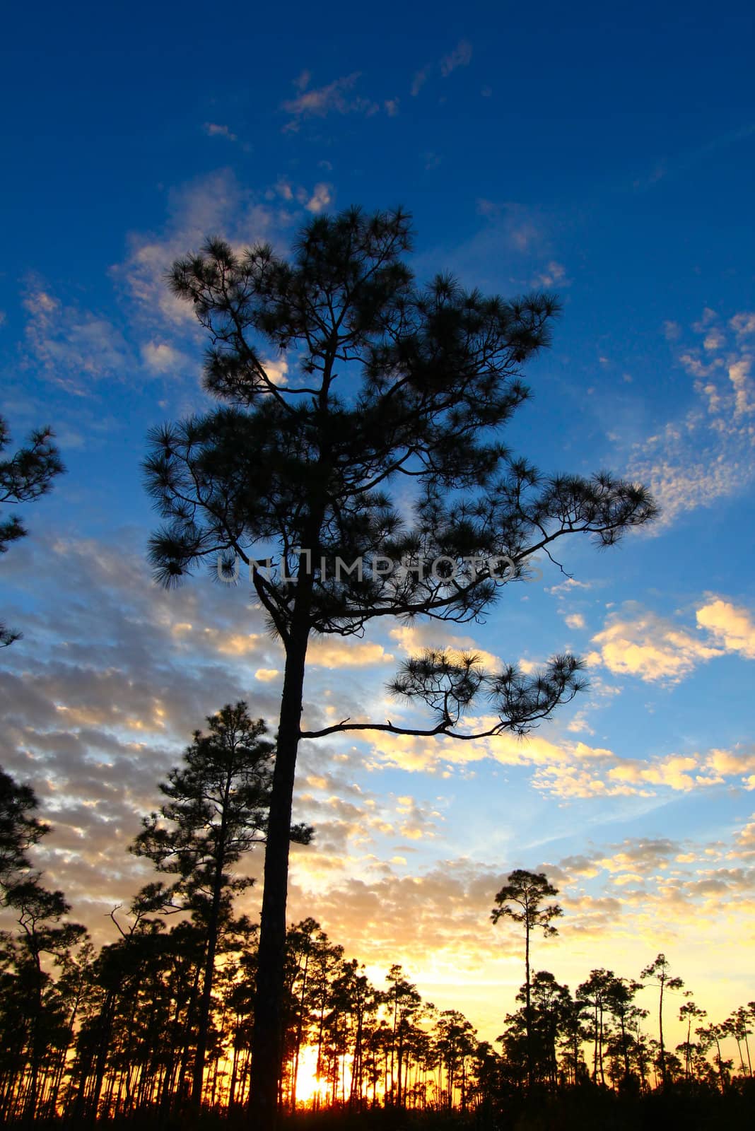 A beautiful sunset over a forest in the Everglades National Park of Florida.