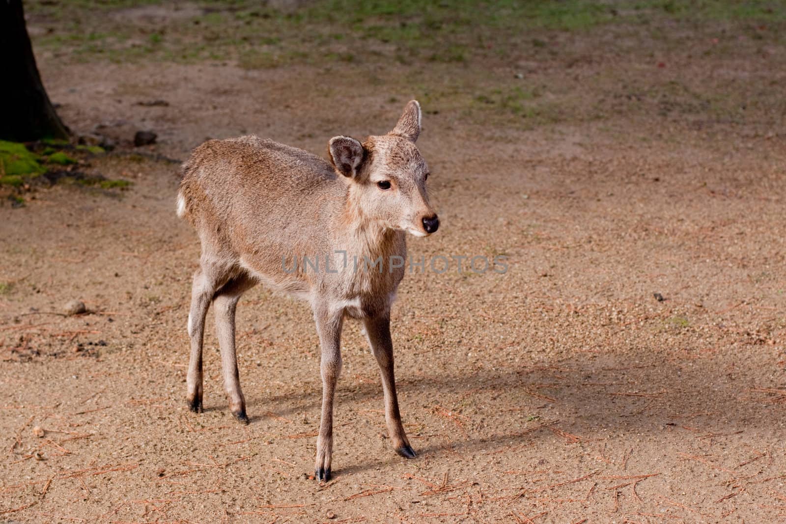 A standing young deer in a Japanese autumn park 
