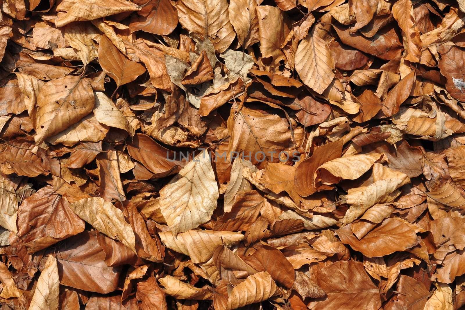 Background of beech leaves